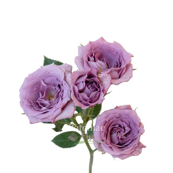 Spray Rose, Lucky Lilac Lavender Potomac Floral Wholesale